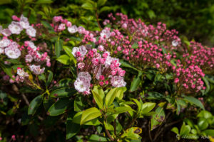 Sheep Laurel iin bud, Blue Ridge Parkway, VA USA