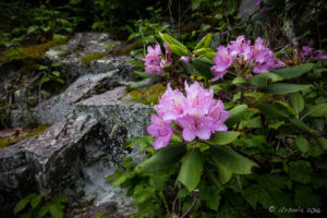 Rhododendron on granite rocks, Blue Ridge Parkway, VA USA