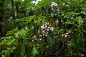 Mountain Laurel, Blue Ridge Parkway, VA USA