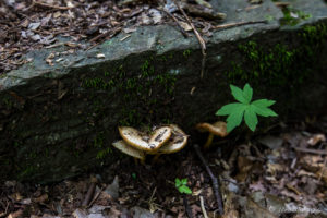 Fungus, Blue Ridge Parkway, VA USA