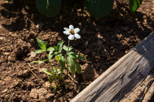 Anemone Flower in the Vegetable Patch, Humpback Rocks Farm, Blue Ridge Parkway, VA USA