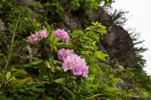 Rhododendron on the Roadside, Blue Ridge Parkway, VA USA