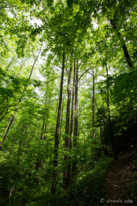 Tall trees on the Smart View Loop Trail, , Blue Ridge Parkway, VA USA