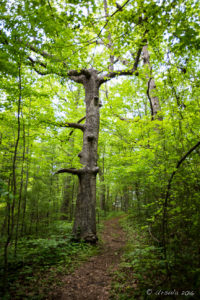 Tall trees on the Smart View Loop Trail, , Blue Ridge Parkway, VA USA