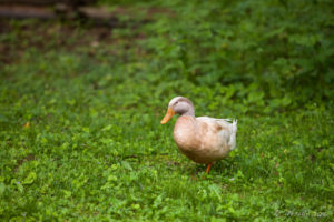 Duck on the Lawn, Mabry Mill, Blue Ridge Parkway, VA USA