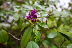 Rhododendron Buds, Mabry Mill, Blue Ridge Parkway, VA USA
