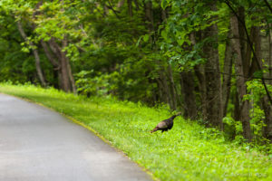 Wild Turkey, Blue Ridge Parkway, VA USA