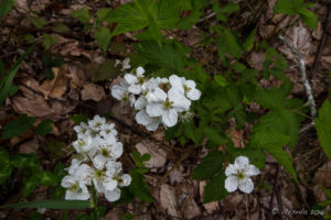 Wild Strawberry flowers, Blue Ridge Parkway, VA USA