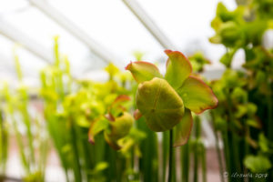 Pitcher Plant, Glass House, , The Weir riverside garden, Herefordshire, UK