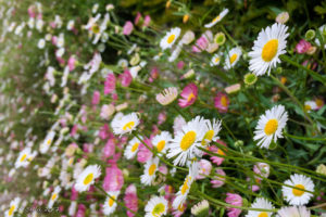 A mass of pink and white Daisies, The Weir riverside garden, Herefordshire, UK