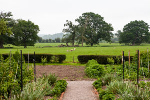 Freshly-shorn sheep grazing in a meadow