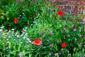 Red Poppies at the border of the Walled Garden, The Weir riverside garden, Herefordshire, UK