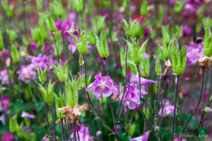 A clump of pink columbine in the Walled Garden, The Weir riverside garden, Herefordshire, UK