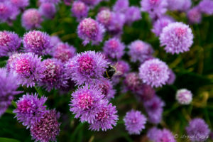 Bees in the Onion Flowers, Walled Garden, The Weir riverside garden, Herefordshire, UK
