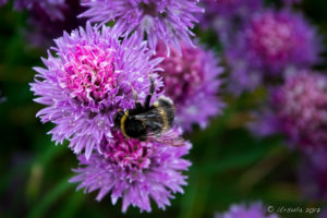 Bees in the Onion Flowers, Walled Garden, The Weir riverside garden, Herefordshire, UK