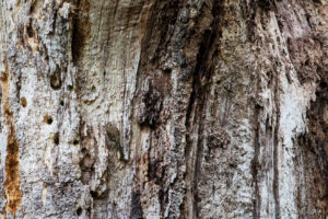 Treecreepers in a rough tree trunk, The Weir riverside garden, Herefordshire, UK
