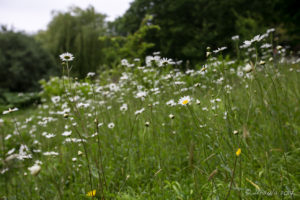 Daisies, The Weir riverside garden, Herefordshire, UK
