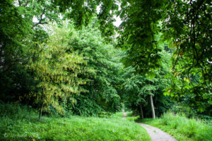 Green grass and woods surrounding the upper path, The Weir riverside garden, Herefordshire, UK