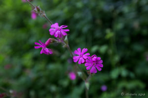 Purple Campion, The Weir riverside garden, Herefordshire, UK