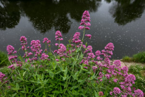 Valerian, Centranthus Ruber, The Weir riverside garden, Herefordshire, UK