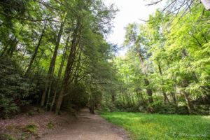 Pathway into the Linville Woods, NC USA