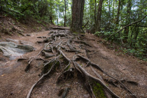Tree Roots in the Linville Woods, NC USA