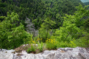 Yellow wildflowers on the Edge of the cliff at an over-look, Linville Falls NC USA