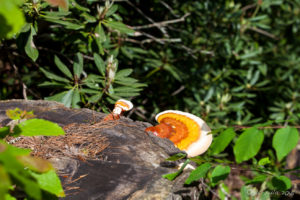 Orange Fungus, Linville Falls Woods, NC USA
