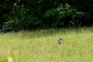 Wild turkey in the spring grass, NC USA