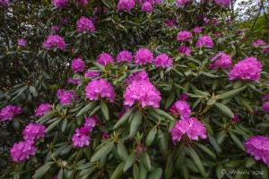 Rhododendrons at the Linn Cove Viaduct Center, NC USA