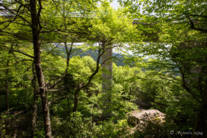 Greenery under the Linn Cove Viaduct, NC USA