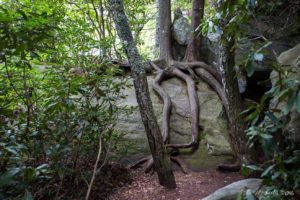 Roots and rocks under the Linn Cove Viaduct, NC USA