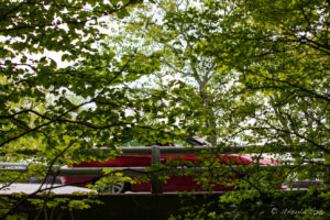 Car through greenery on the Linn Cove Viaduct, NC USA