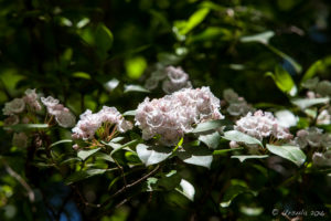 Mountain Laurel , Linville Falls Woods, NC USA