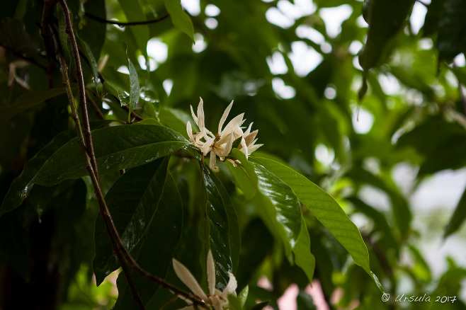  flowers on a Champak (Magnolia champaca) tree, Mae Hong Son Thailand