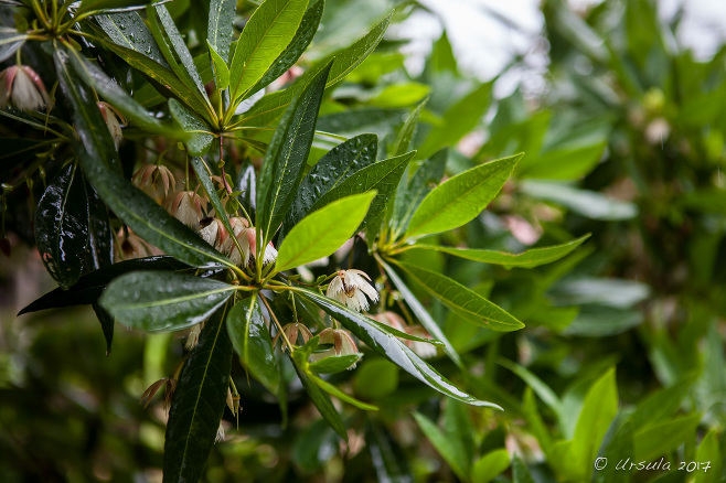 Flowers on a Rudraksha Tree (Elaeocarpus grandiflorus), Mae Hong Son Thailand