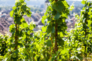 Altstadt through the Vines, the Munot, Schaffhausen Switzerland