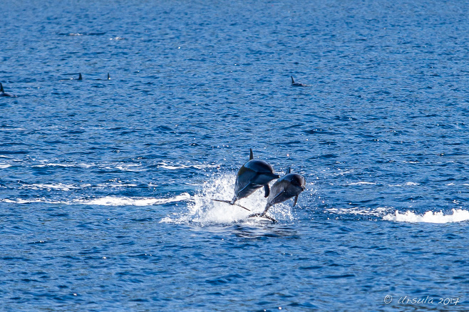 Spinner Dolphins - Stenella Longirostris - leaping, Milne Bay