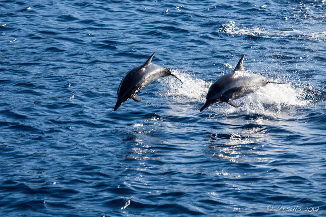 Spinner Dolphins - Stenella Longirostris - leaping, Milne Bay