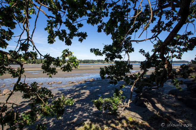 Garry Oak over Craig Creek Estuary, Nanoose Bay BC Canada