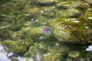 Purple Starfish on the green moss, creek, Squirrel Cove, Cortes Island BC Canada