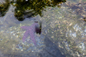 Purple Starfish under water, creek, Squirrel Cove, Cortes Island BC Canada