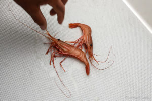 Seasonal BC Prawns on a white boat deck.