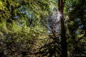 Sun flare and Spanish moss in the trees, Melanie Point, Desolation Sound, BC