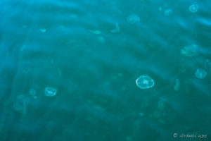 Jellyfish in the Waters, Melanie Cove, Desolation Sound, BC Canada