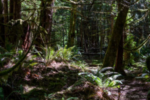 Light in the Ferns at the base of the forest, Melanie Point, Desolation Sound, BC