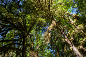 Spanish moss in the trees, Melanie Point, Desolation Sound, BC