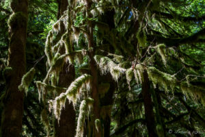 Spanish moss in the trees, Melanie Point, Desolation Sound, BC