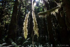 Spanish moss in the trees, Melanie Point, Desolation Sound, BC