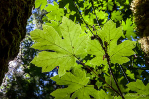 Maple Leaves backlit against the sky, Melanie Point, Desolation Sound, BC
